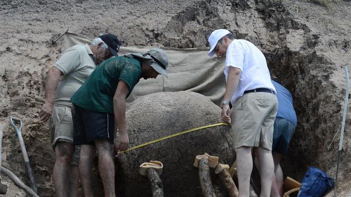 Veterinarios encuentran mastodonte de 10 mil años