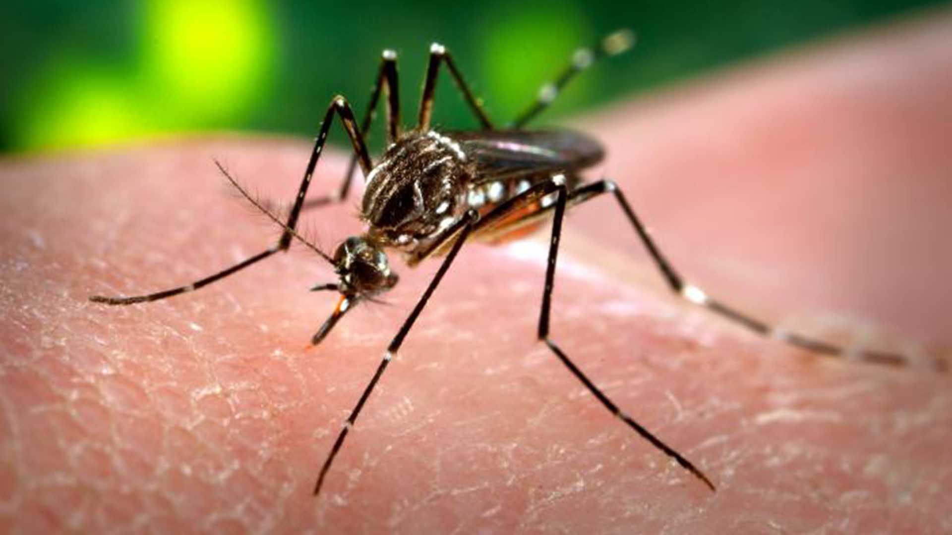 Sin confirmar la llegada del Zika a Yucatán