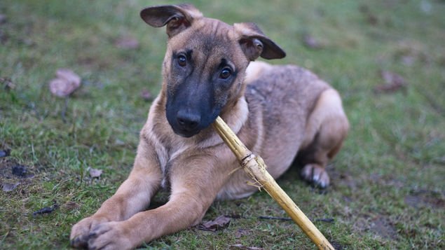 Desaconsejan lanzar palos a los perros