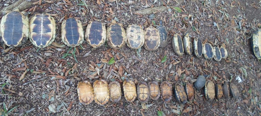 Incautan 31 tortugas que un meridano tenía como mascotas