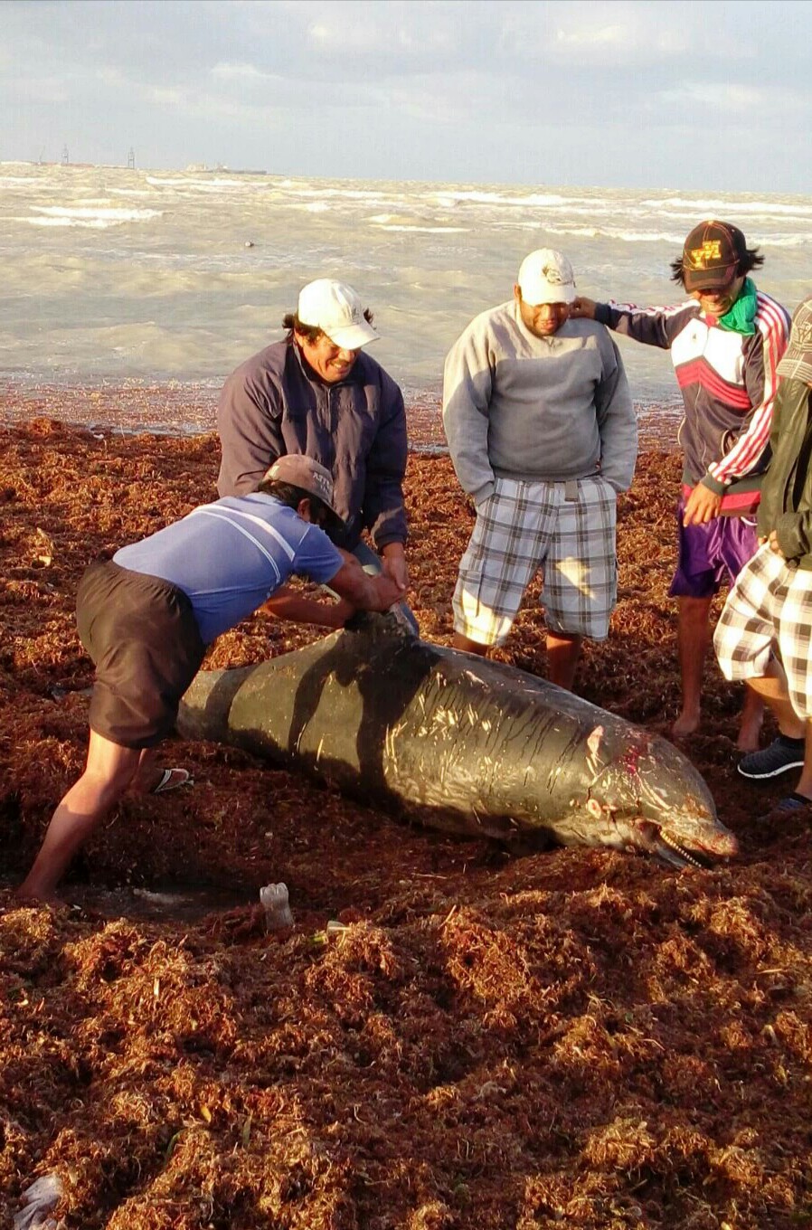 Recala otro delfín muerto en playas de Progreso