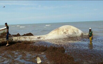 Aparece una ballena muerta en Progreso