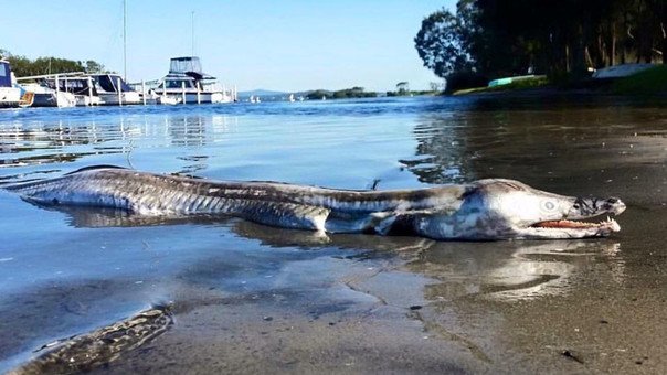 Encuentran extraña criatura a la orilla del mar