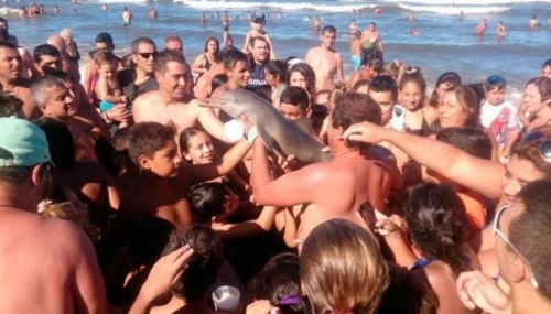 Sacan del mar un delfín bebé para tomarse fotos y lo matan