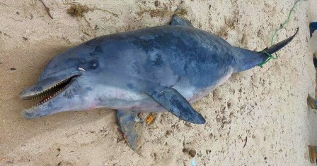 Frente frío arroja delfín muerto en el malecón de Progreso