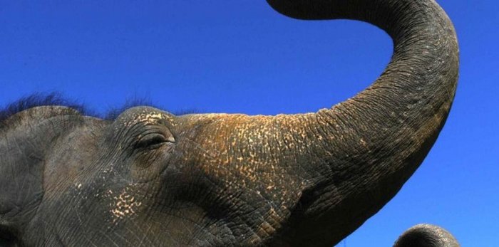 Elefante furioso mata a un turista y deja grave a su domador