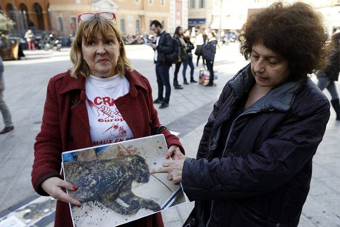 Quema al gato de su pareja porque no le dio el celular