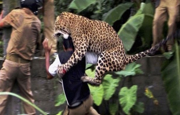 Mamá jaguar ataca a su cuidador