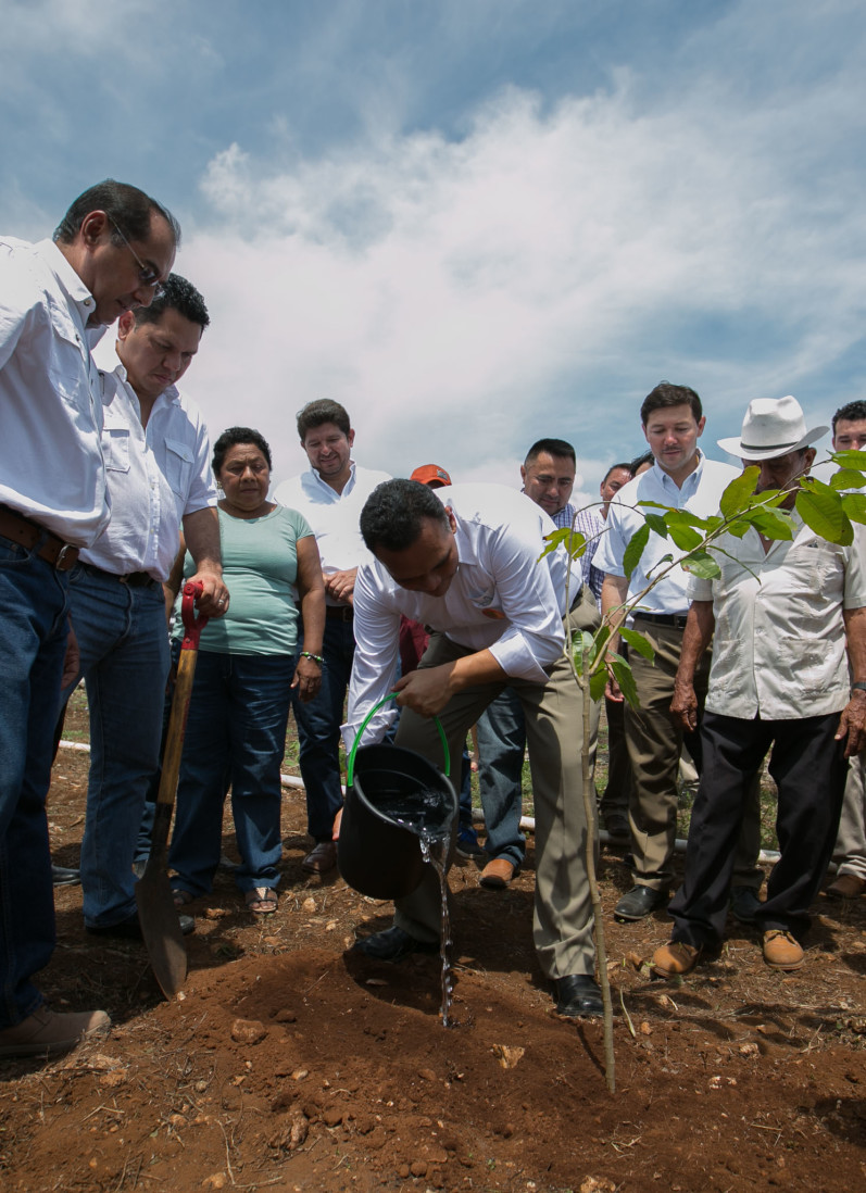 Resurge ‘el oro verde’ en Yucatán