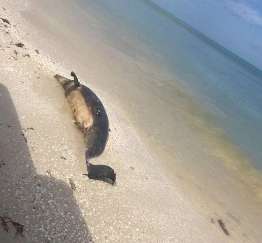 Para Ripley la maldición ecológica, otro cetáceo muerto