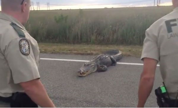 Caimán gigante detiene el tráfico en Florida