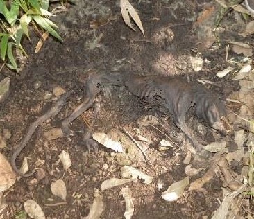 Encuentran en Yucatán extraño animal, mezcla de perro y lagarto