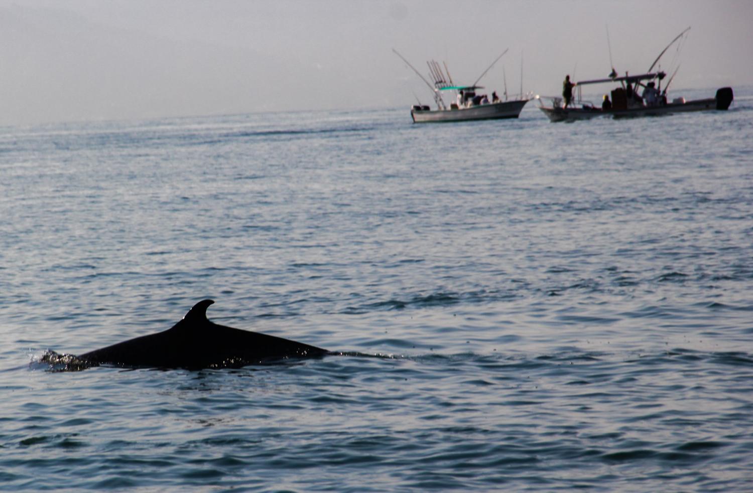 Delfín pega susto en El Cuyo: lo confunden con un tiburón