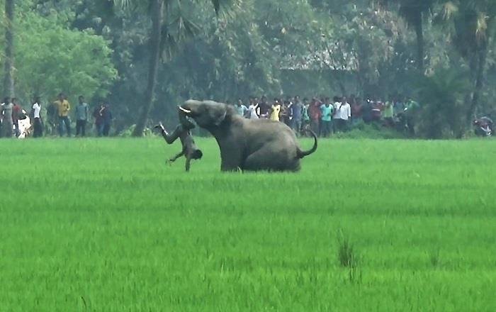 Video: Elefantes salvajes matan a cinco personas en una aldea de la India