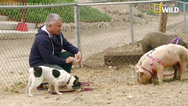 César Millán, el encantador de perros, responde a denuncia de crueldad animal