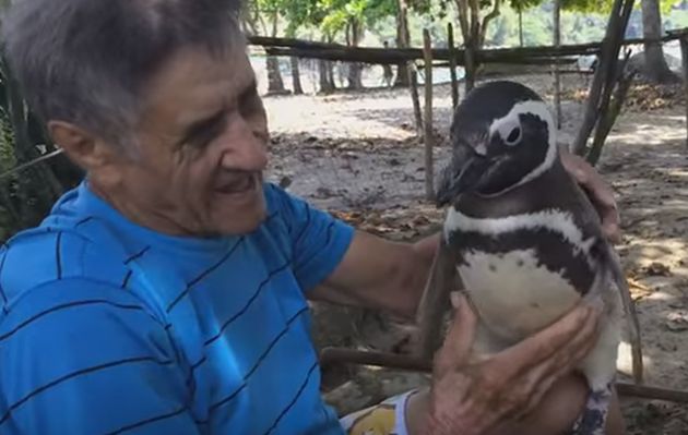 Pingüino nada miles de kilómetros para agradecer al hombre que lo salvó