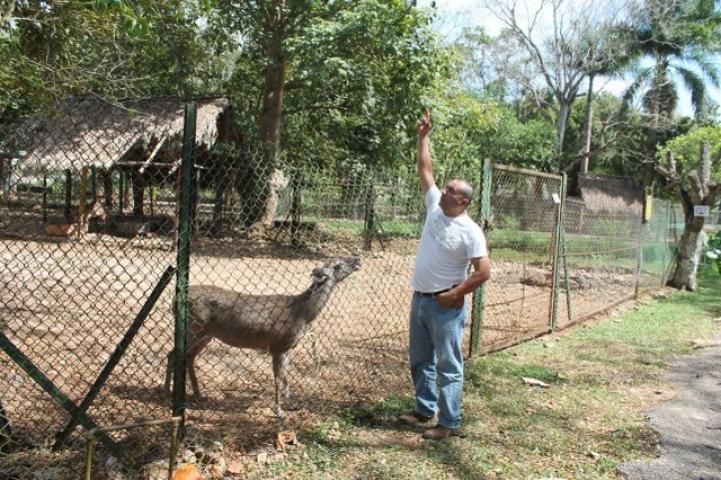 Venado muere tras pelear por el amor de una hembra en zoológico de Yucatán