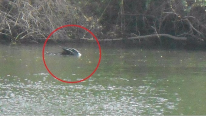 Temor por extraña criatura en un río