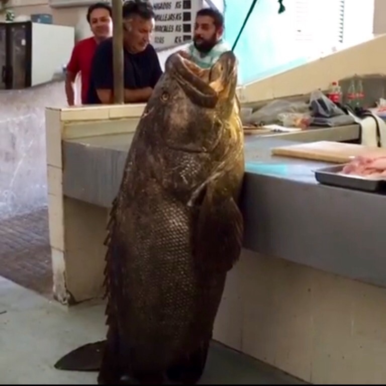 Capturan «cherna gigante,’ en aguas yucatecas