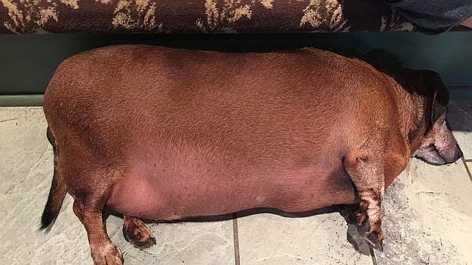 Video: Perro se deprime por muerte de su amo y se refugia en la comida