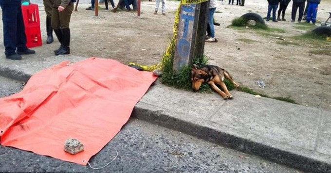 Perro fiel, hasta la muerte junto a su dueño