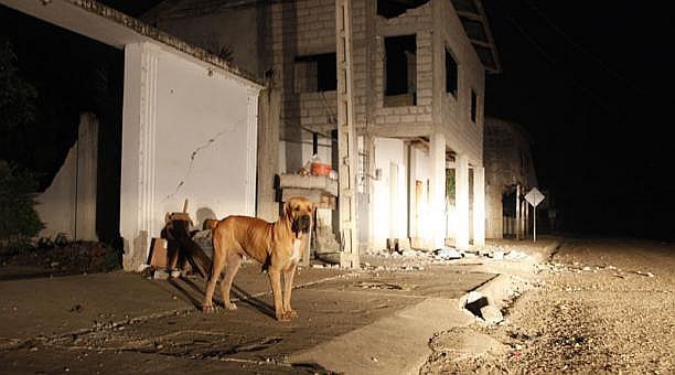 Animales, las víctimas silenciosas del sismo en Ecuador