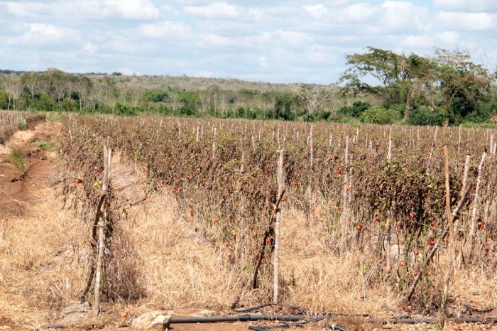 Este abril a Yucatán le cae seco sobre sequía: lloverá menos