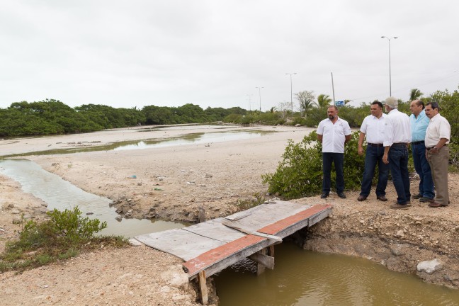 Avanza conservación de manglares en costa norte de Yucatán