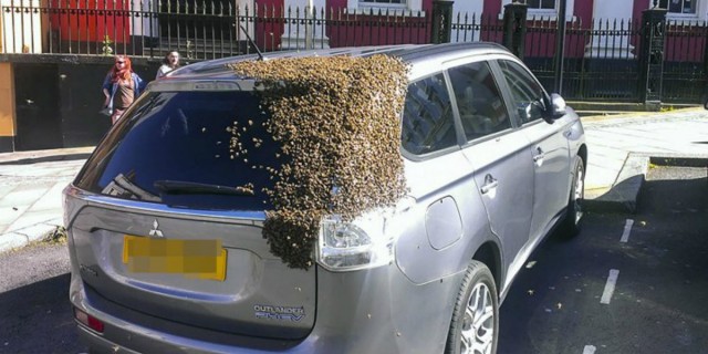 Miles de abejas persiguen camioneta donde quedó atrapada su reina