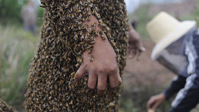 Muere una anciana por picaduras de cientos de abejas