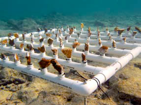 Científicos del Politécnico rescatan corales en Arrecife Alacranes