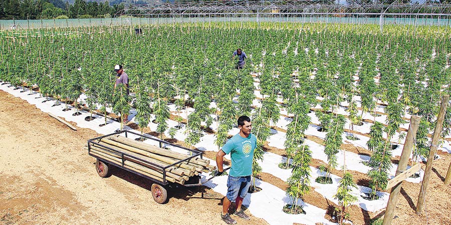 Cosecha marihuana en su ‘chan parcela’ del sur de Yucatán