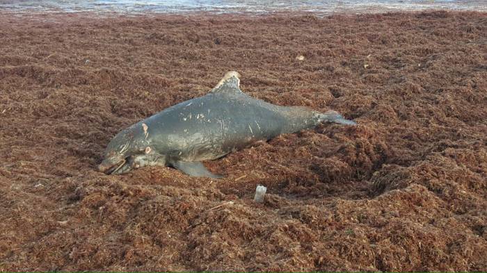 Otra vez recalan delfines en la costa yucateca