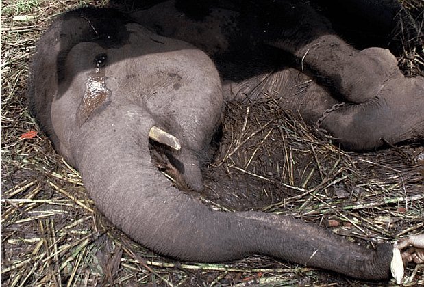 Conmueve elefante que llora antes de morir