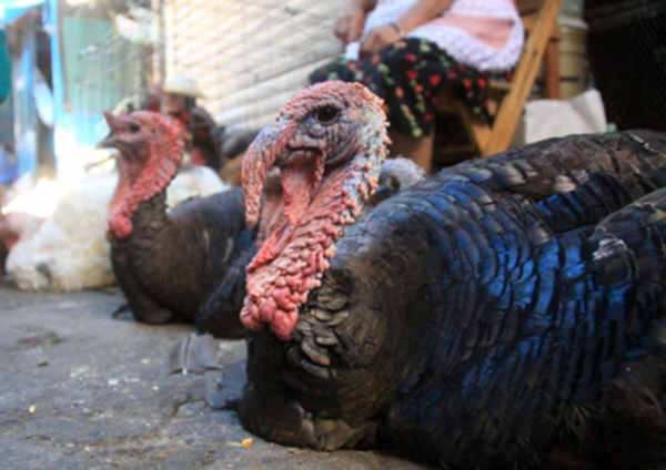 Compró pavos en la Navidad de 2013 y hasta ahora no los paga