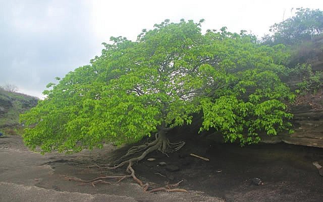 Conoce el árbol de la muerte, es del Caribe y crece en Yucatán