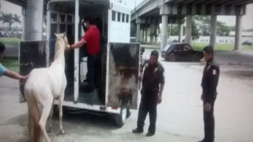 Policías de la SSP lazan caballo que corría en el Periférico