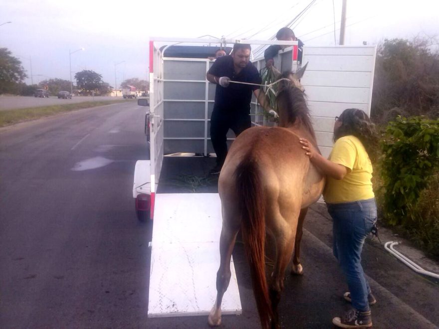 Rescatan yegüa sin dueño