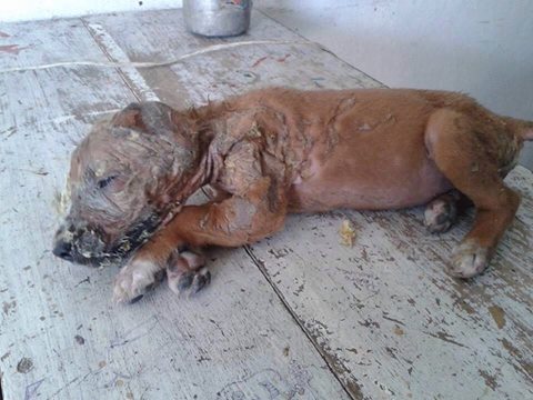 Se viraliza acto de crueldad contra una cachorrita en Mérida