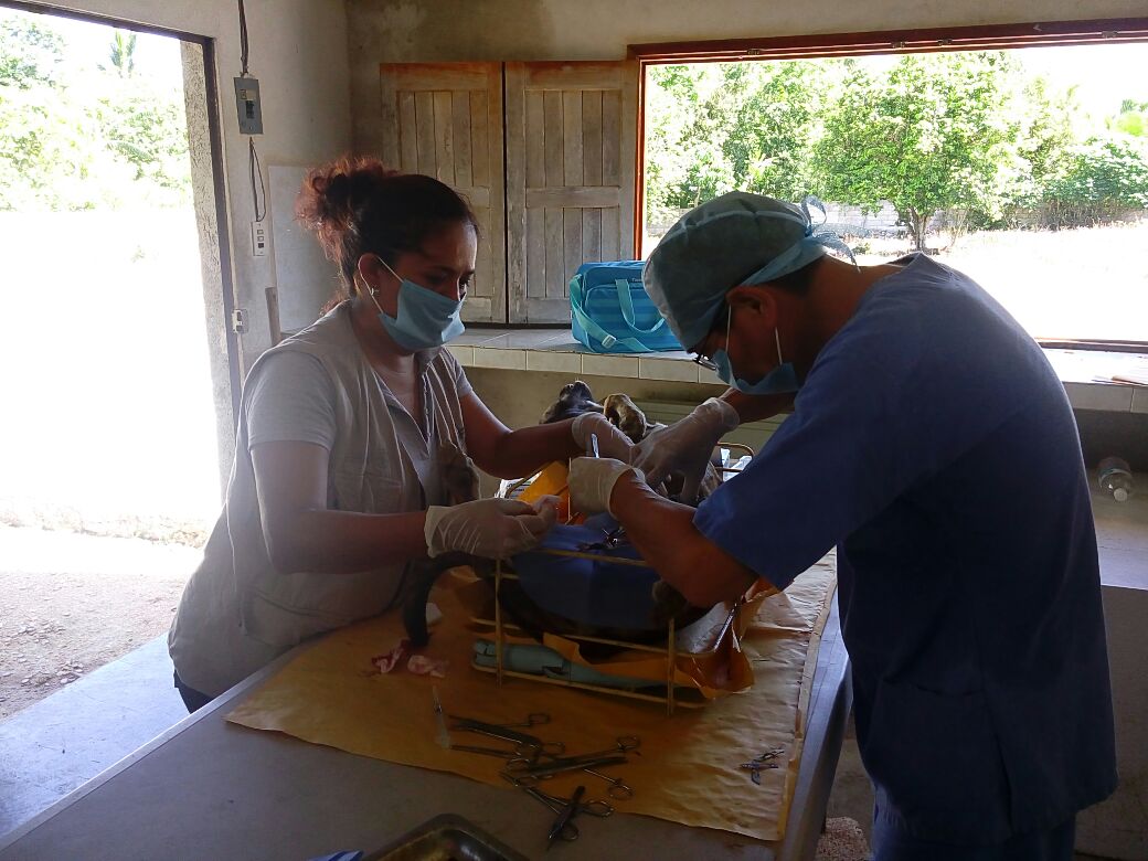 Concluye campaña de esterilización de perros y gatos