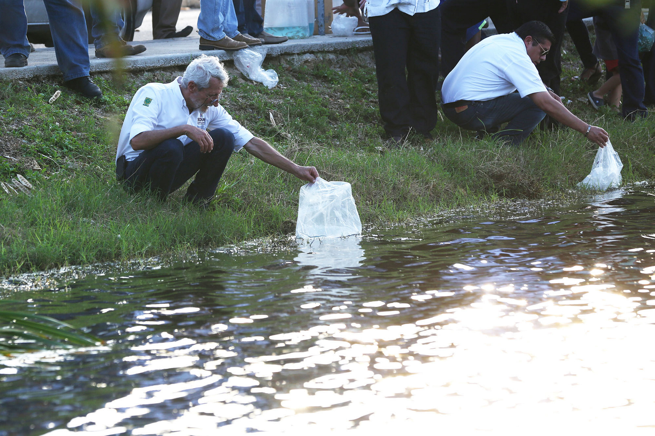 Peces, efectivos en el combate al mosco del zika