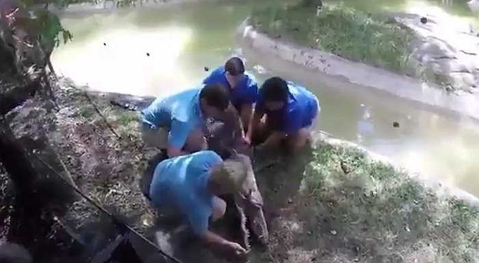 Video: Tratan de salvar a cocodrilo con respiración de boca, pero…