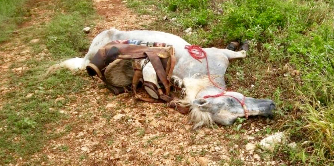 Caballo muere electrocutado, pero se salva su jinete.