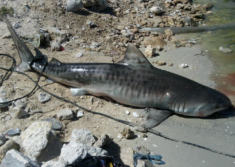 Capturan un  tiburón a 300 metros de la playa en Yucatán