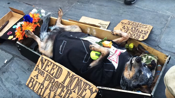 Perrito se hace al muerto para sobrevivir