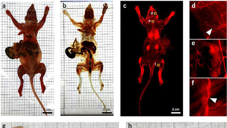 Biólogos alemanes crean ratones transparentes e invisibles