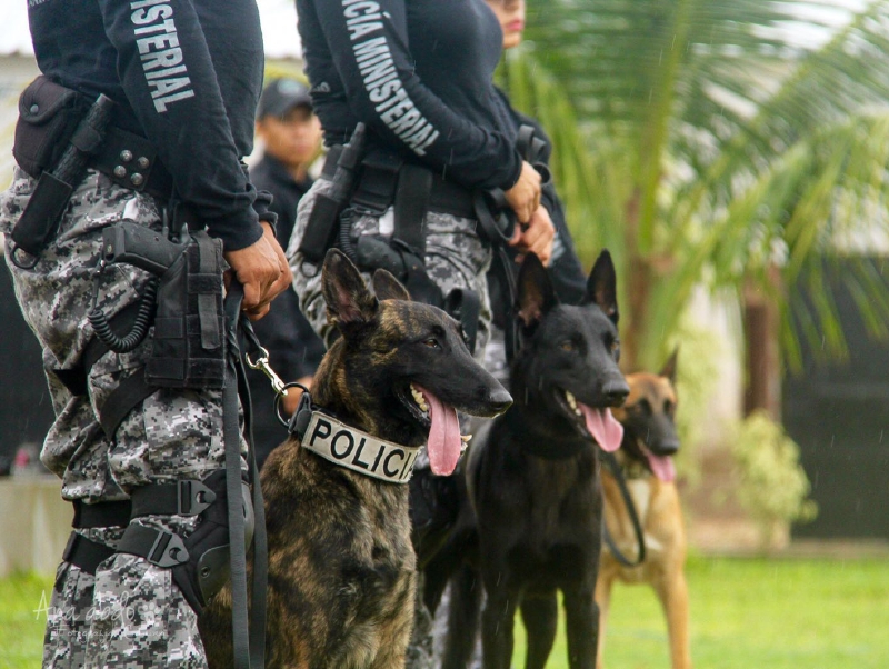 Oficial canino localiza a niña extraviada hace un mes