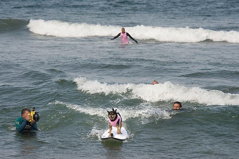 Es verano y los perros también quieren surfear