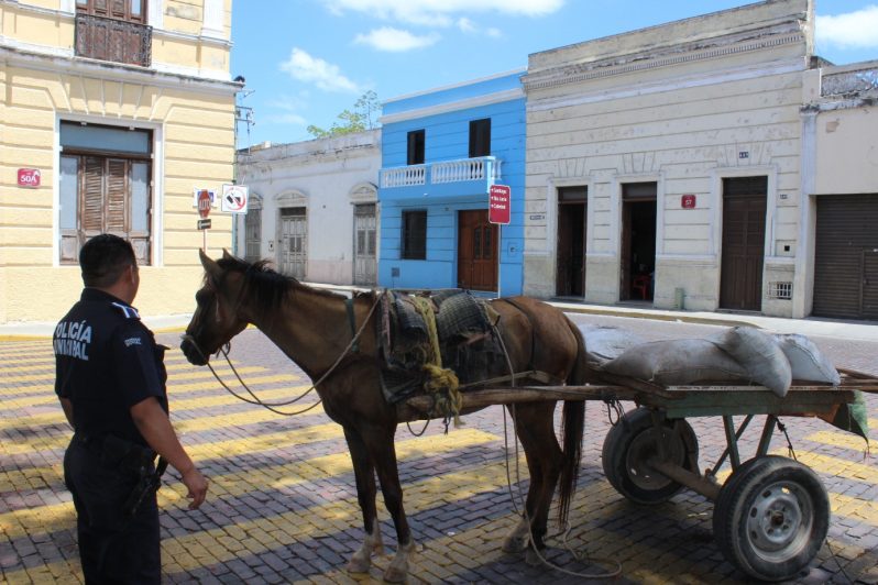 Decomisan caballo ‘tierrero’ víctima de maltrato