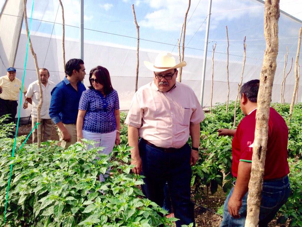 Perdonan a campesino que robó en «ranchito’del hijo de un diputado yucateco